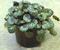 Mother of thousands